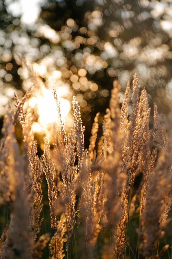 Selective Focus of Brown Plant