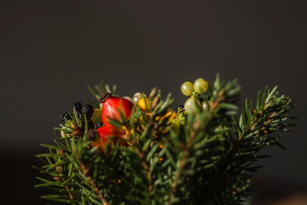 Selective Focus of Red and Green Berries Fruit