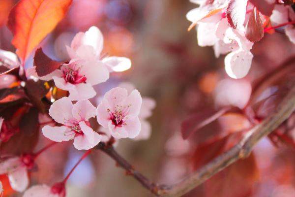 Selective Focus of Sakura Tree