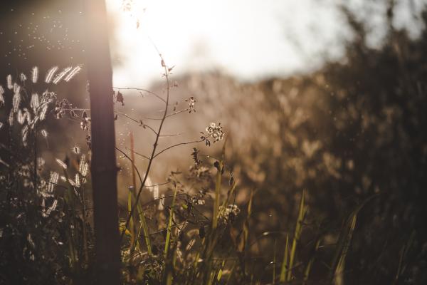 Selective Focus Photo of Tree and Flowers at Golden Hour