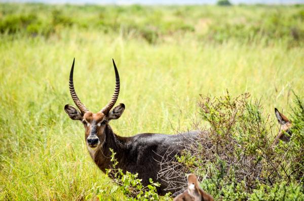 Selective Focus Photography of Black Deer