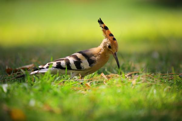 Selective Focus Photography of Brown Black and White Long Beak Bird on Green Grass