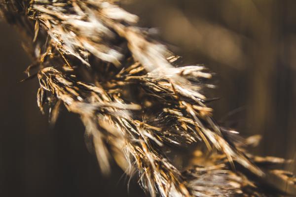 Selective Focus Photography Of Brown Plant