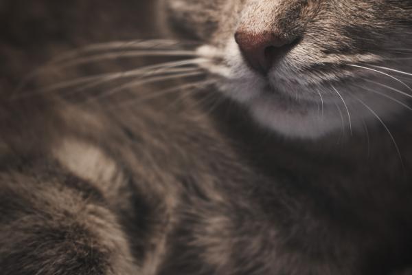 Selective Focus Photography of Brown Tabby Cat
