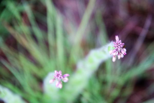 Selective Focus Photography of Flower Buds