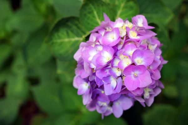Selective Focus Photography of Purple Hydrangea Flower