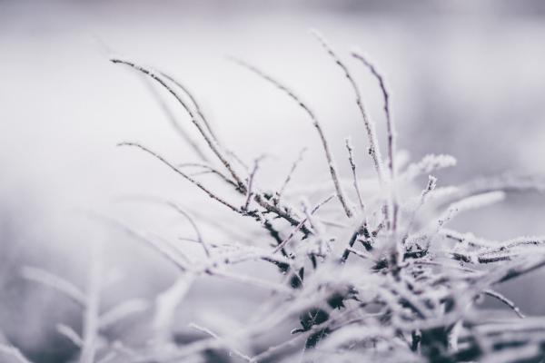 Selective Focus Photography of Weed Covered by Snow