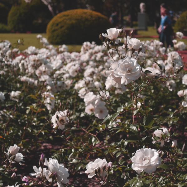 Selective Focus Photography of White Roses