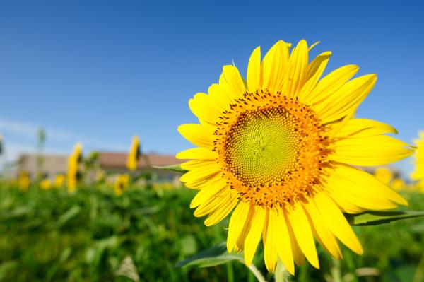 Selective Focus Photography of Yellow Black Eyed Susan Flower on Water