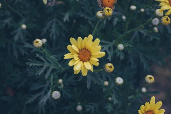 Selective Focus Photography of Yellow Petaled Flower