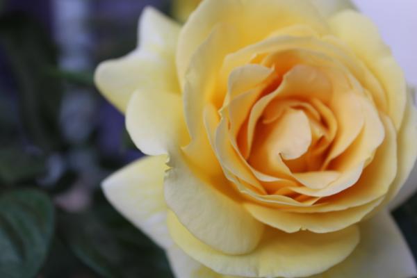 Selective Focus Photography of Yellow Rose
