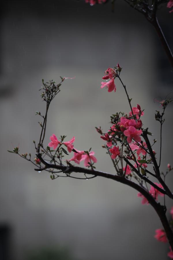 Selective Focus Photography Pf Pink Petaled Flower