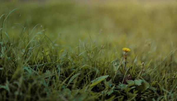 Selective Photography of Green Grass and Flower