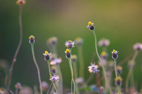 Selective Photography of Yellow and Purple Petal Flower