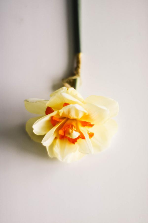 Selective Photography of Yellow Petaled Flower