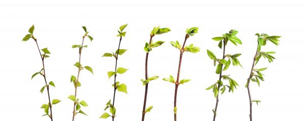 Set of Green Shrubs on White