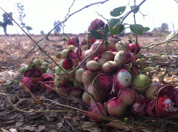 Sevenwater Fruit in Beng Lake