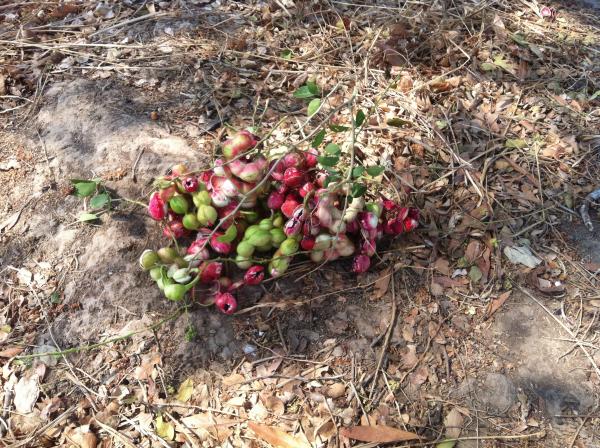 Sevenwater Fruit in Beng Lake
