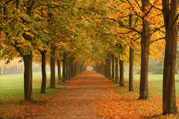 Shades of Autumn