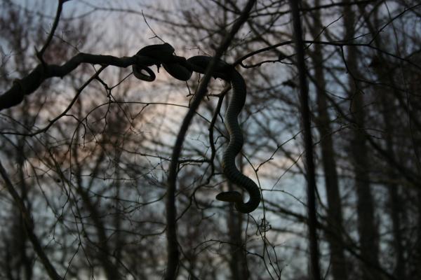 Shadow of the Tree Serpent