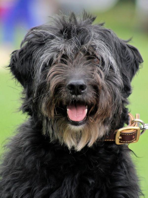Shaggy dog