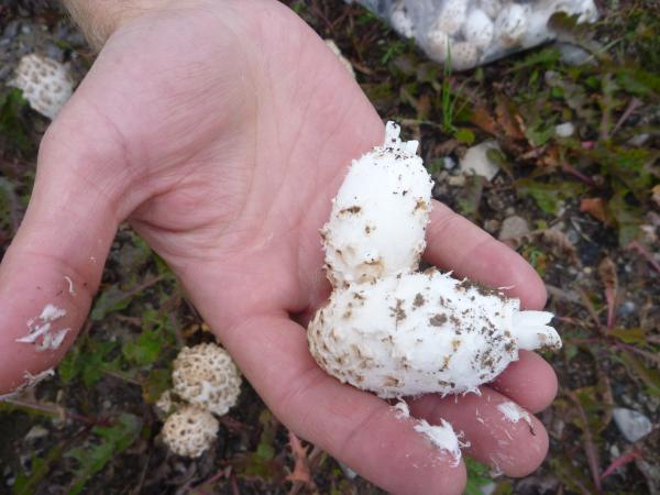 Shaggy Mushroom
