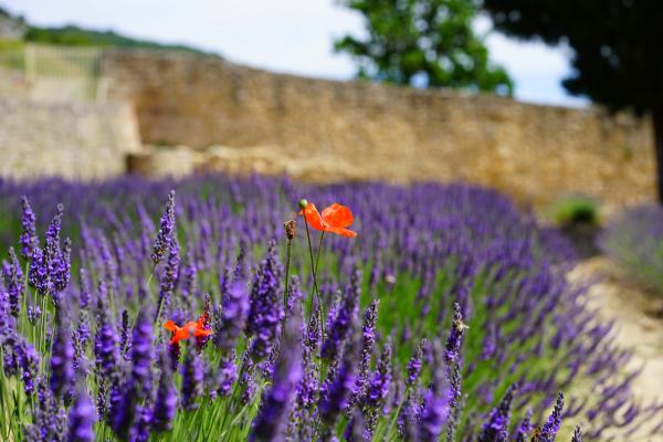 Shallow Focus Lens Photo of Purple Flower