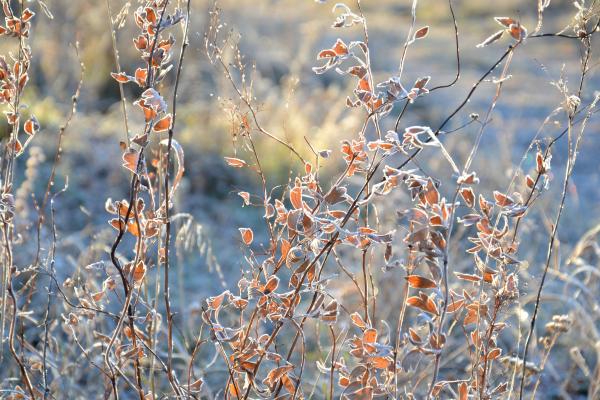 Shallow Focus of Brown and White Flower
