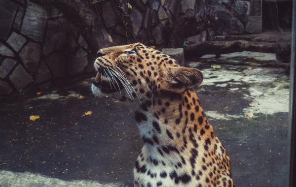 Shallow Focus Photography Leopard