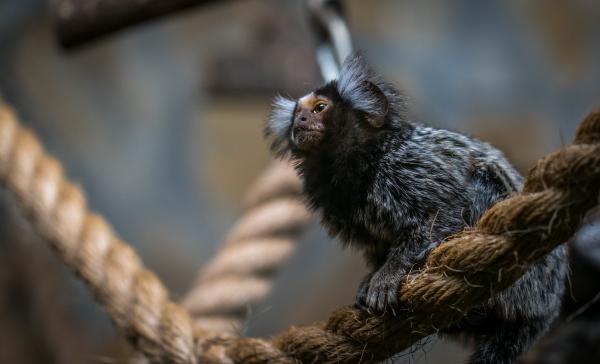 Shallow Focus Photography of Brown and Gray Bat