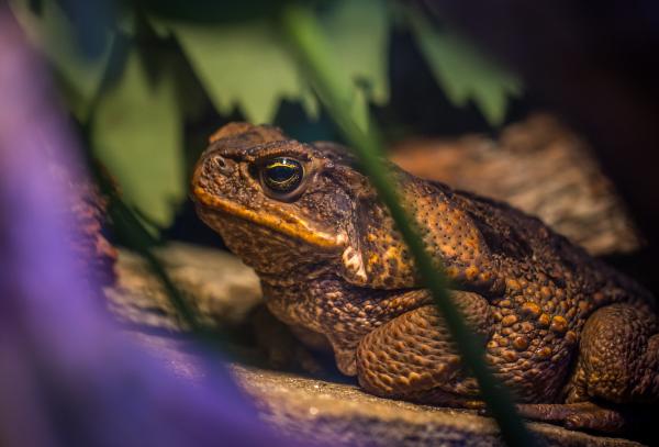 Shallow Focus Photography of Frog