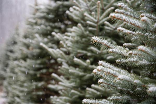 Shallow Focus Photography of Green and White Plants