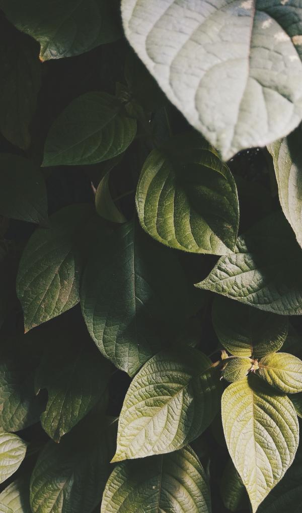 Shallow Focus Photography of Green Leaves