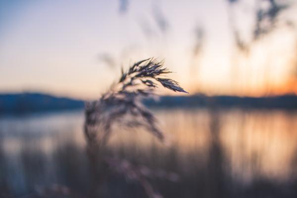 Shallow Focus Photography of Grey Wheat