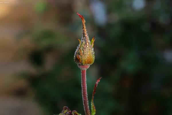 Shallow Focus Photography of Multicolored Flower