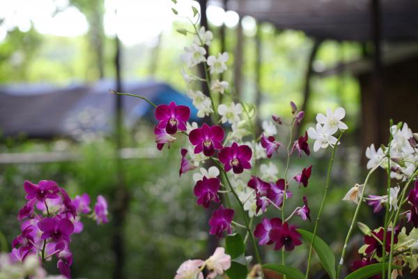 Shallow Focus Photography of White and Pink Flowers