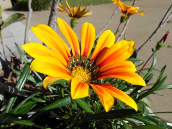 Shallow Focus Photography of Yellow Petal Flower