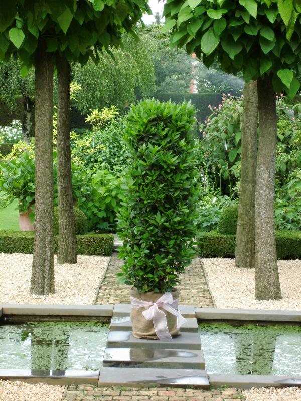Shaped bay trees