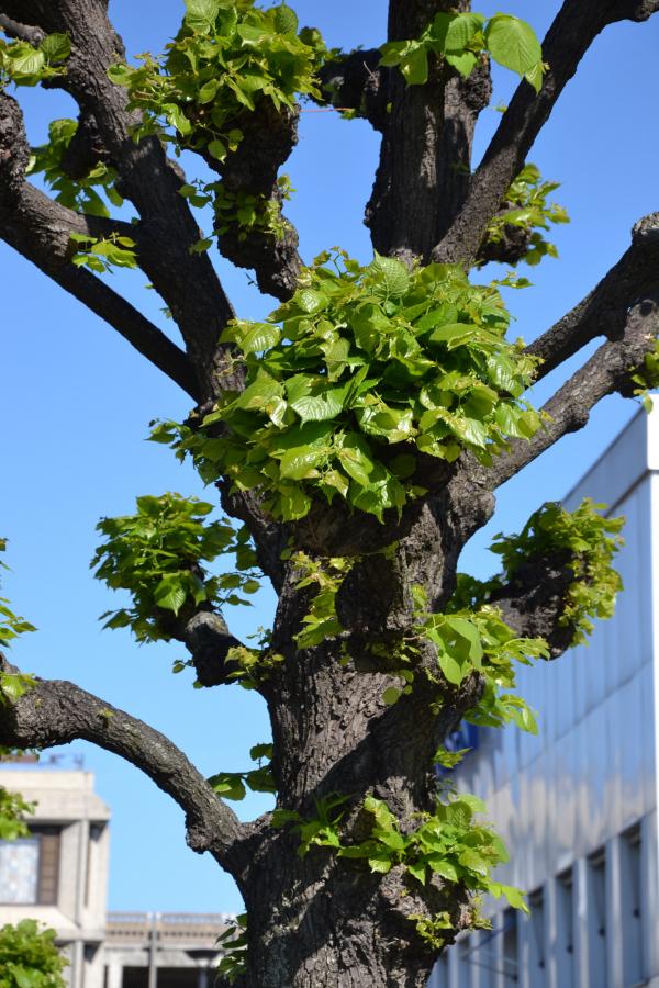 Shaped linden tree closeup