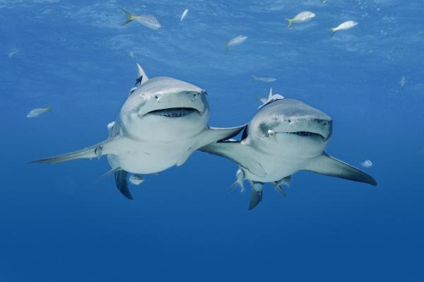 Sharks 2