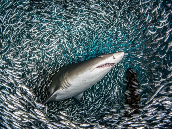 Sharks ain't scary