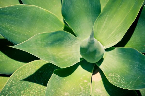 Sharp pointed agave plant leaves