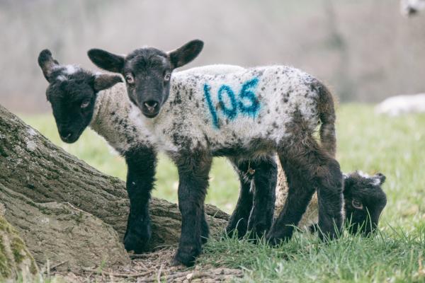 Sheep