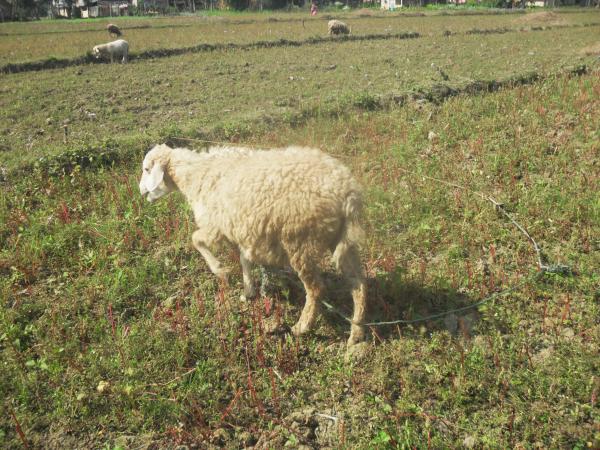 Sheep