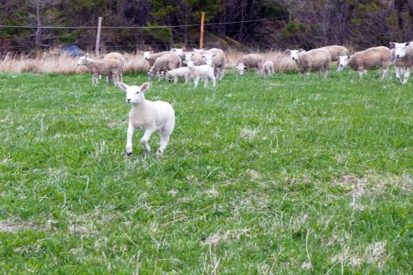 Sheep
