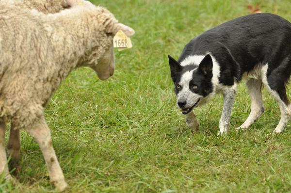 Sheep and dog
