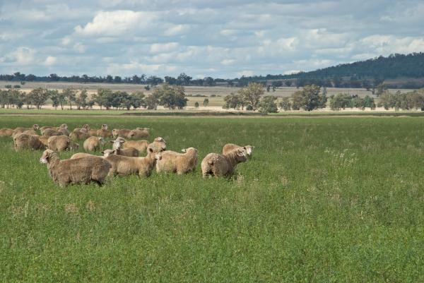 Sheep grazing