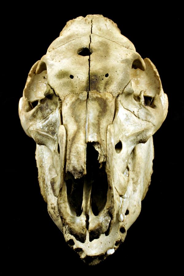 Sheep skull