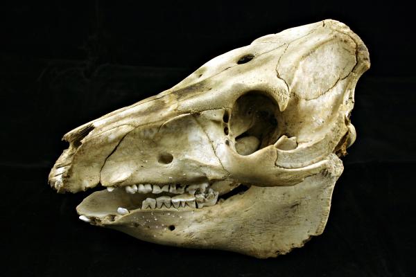 Sheep skull