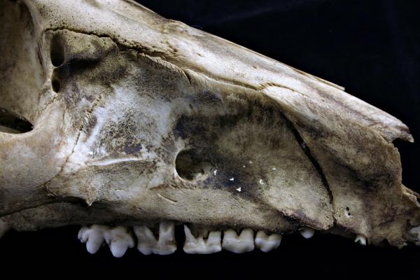 Sheep skull